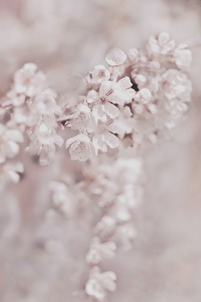 夢のようなピンクの花 作： Christina Sillen