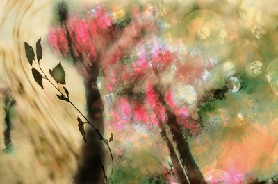 夢のようなピンクの葉 作： Christina Sillen