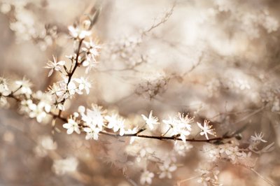 夢のような白い花 作： Christina Sillen