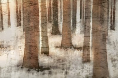 夢のような冬の森 作： 