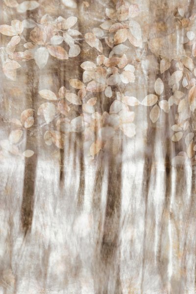  作： Christina Sillen