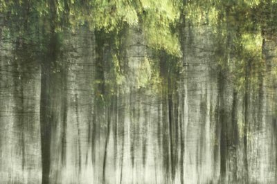 幻想的な森の光 作： 