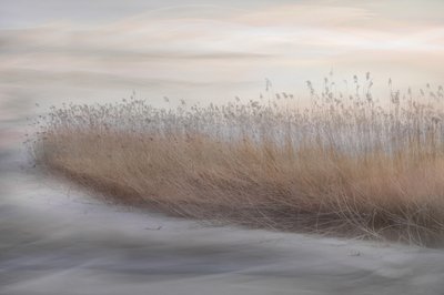幻想的な湿地の葦 作： Christina Sillen