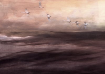 幻想的な白鳥の飛翔 作： Christina Sillen
