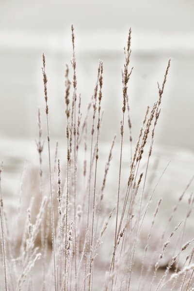 霜に覆われた冬の草 作： 