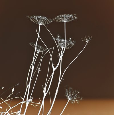 輝く植物の造形 作： Christina Sillen