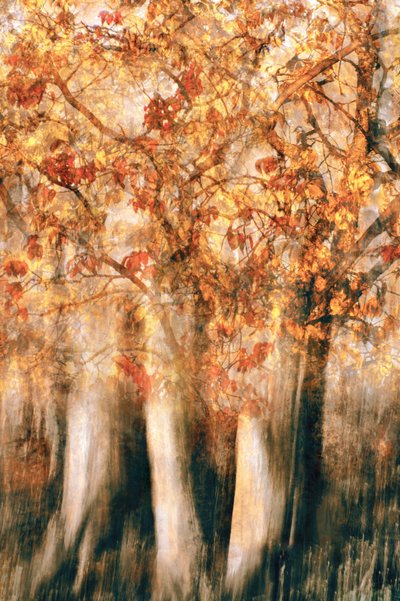  作： Christina Sillen