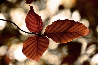 黄金の紅葉 作： Christina Sillen