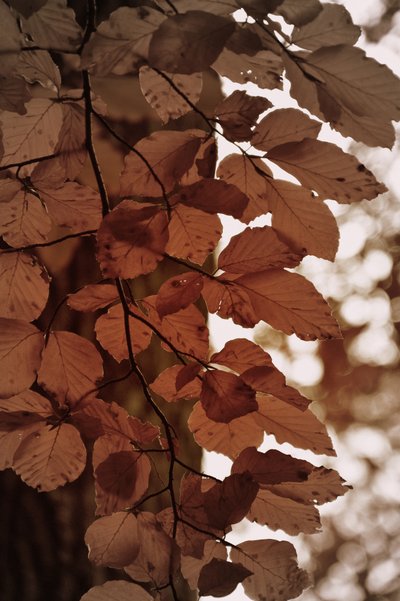 黄金の紅葉 作： Christina Sillen
