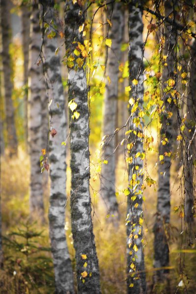 ゴールデン・バーチ・フォレスト 作： Christina Sillen