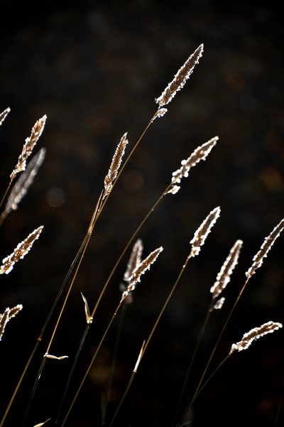 黄金の草の輝き 作： Christina Sillen