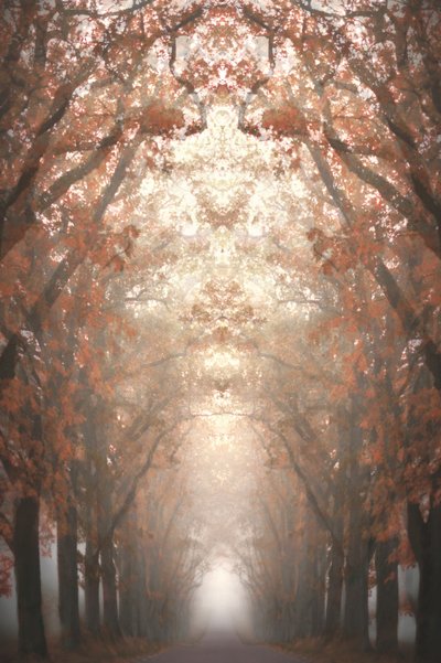 霧の立ち込める秋の並木道 作： 