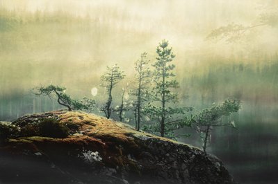 霧の森の松 作： 