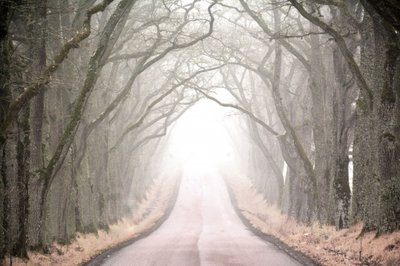  作： Christina Sillen