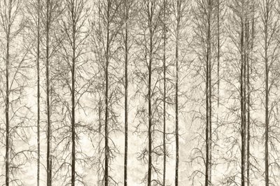  作： Christina Sillen
