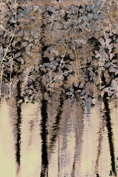 ムーディ・フォレストの想い 作： Christina Sillen