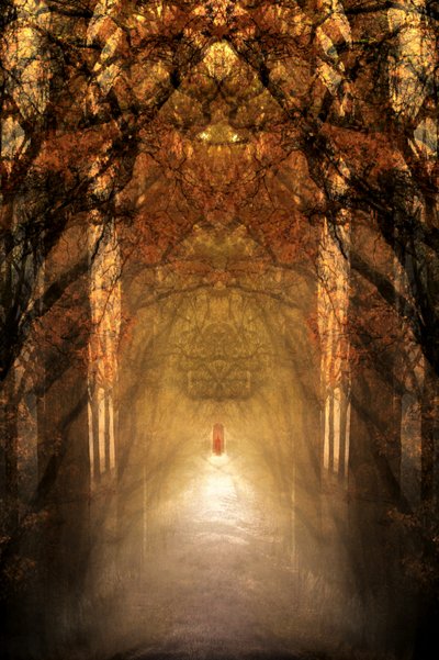 神秘の森のトンネル 作： Christina Sillen