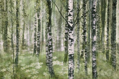 静かな白樺の森 作： Christina Sillen