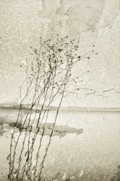 素朴な植物画 作： Christina Sillen