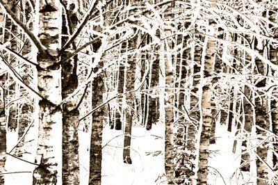雪に覆われた白樺の森 作： 