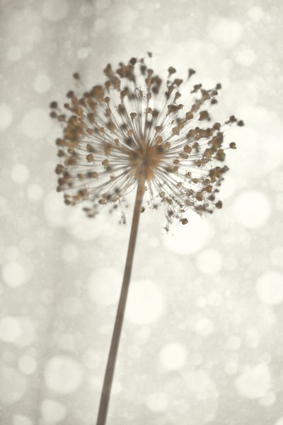 柔らかなアリウムの花 作： Christina Sillen