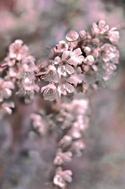 柔らかなピンクの花 作： Christina Sillen