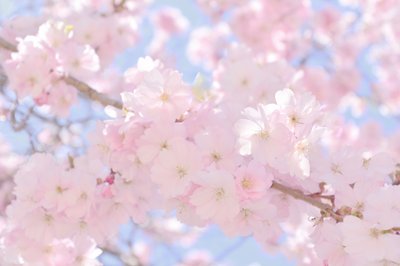 柔らかなピンクの桜 作： Christina Sillen