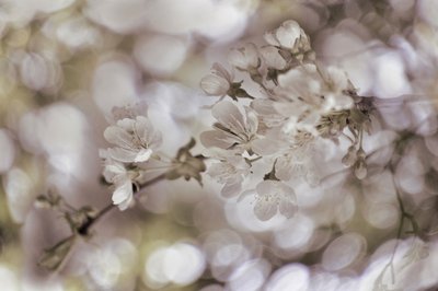 柔らかな春の花 作： Christina Sillen