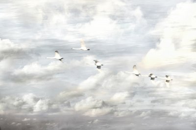 空を舞う白鳥 作： 