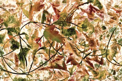 もつれた紅葉 作： Christina Sillen