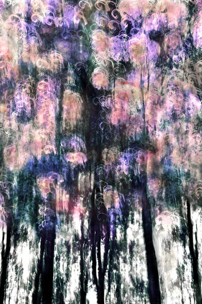 鮮やかな森の夢 作： Christina Sillen