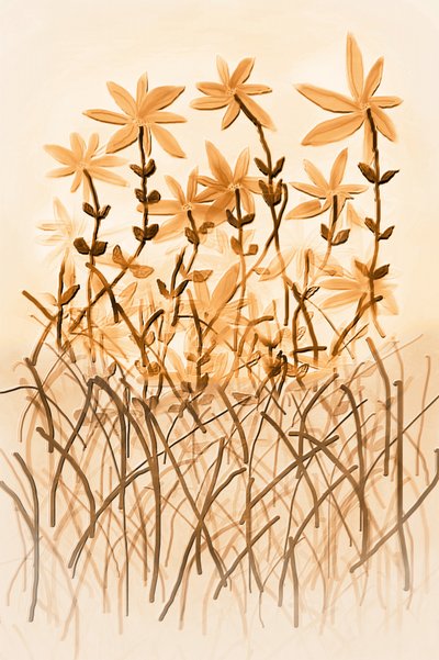 温もりのあるセピア色の植物学 作： Christina Sillen