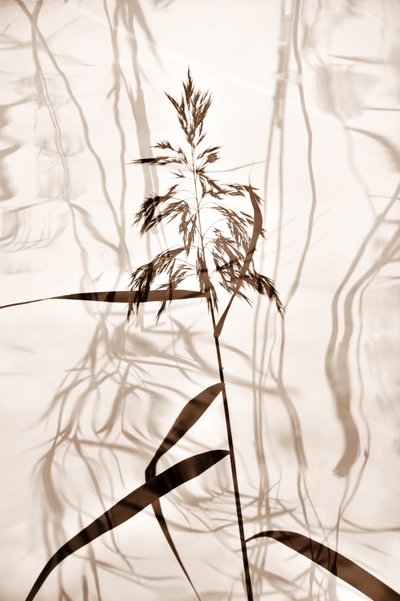  作： Christina Sillen