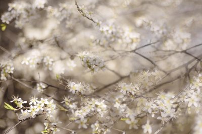 白い春の花 作： 