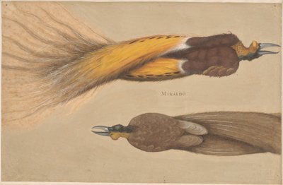 楽園の 2 羽の死んだ鳥、オス 1 羽とメス 1 羽 作： Christoph Amberger