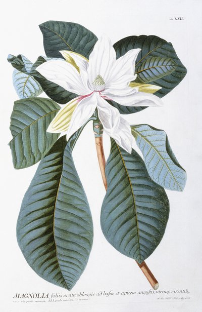 マグノリア、1750-1773 作： Christoph Jacob Trew