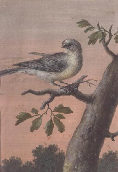 枝の上の鳥（ガッシュ）（60075も参照） 作： Christoph Ludwig Agricola