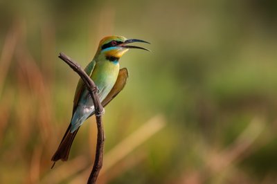 生き生きとしたハチクイの鳴き声 作： 