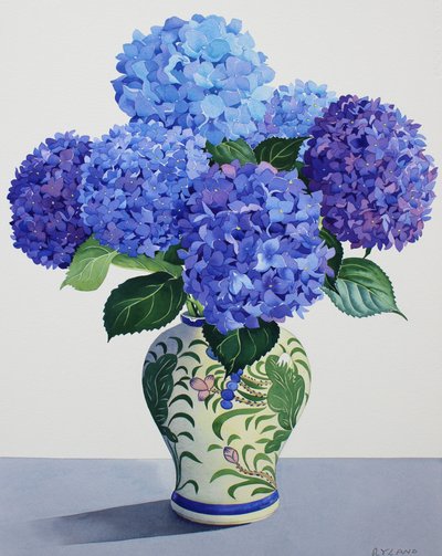 青い紫陽花（紙に水彩画 作： Christopher Ryland