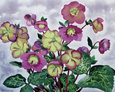 ヘレボルス（2） 作： Christopher Ryland