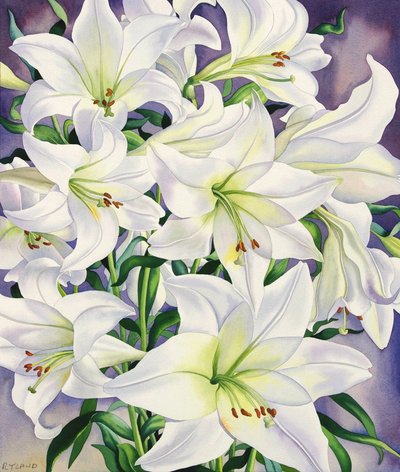 ホワイトリリー、2008（紙にトイレ） 作： Christopher Ryland