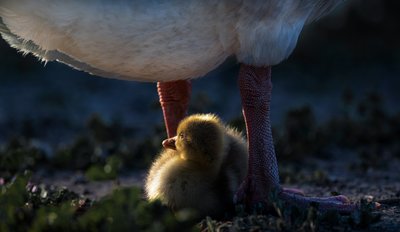 アヒルの子のぬくもり 作： Chuanxu Ren