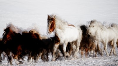 冬の野生の馬たちの躍動 作： 