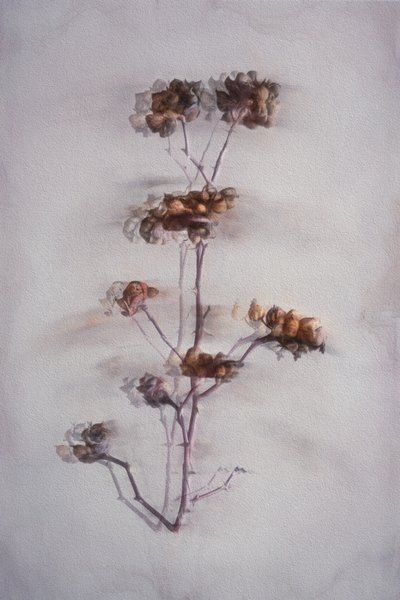  作： 