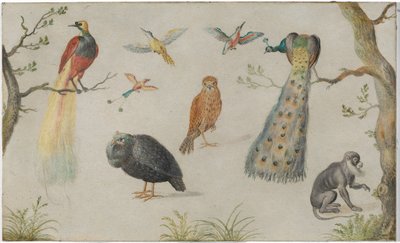 鳥と猿の研究 作： Circle of Jan van Kessel the Elder