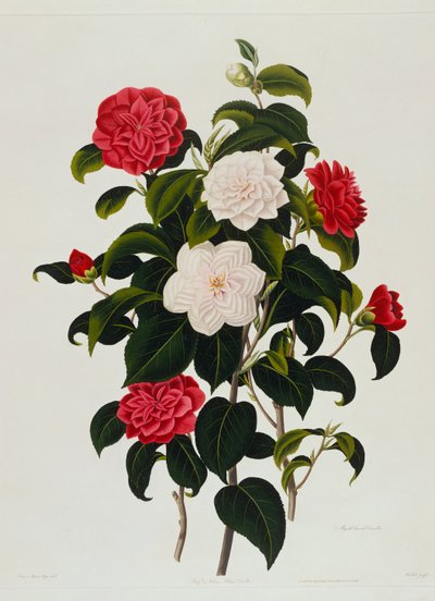 バフオアヒュームの赤面カメリア：マートルリーブドカメリア、ウェッデル作、1819年 作： Clara Maria Pope