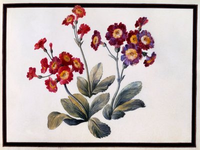 耳介、c。 紙に1690ガッシュ。 作： Claude Aubriet