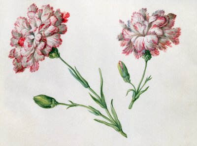 カーネーション 作： Claude Aubriet