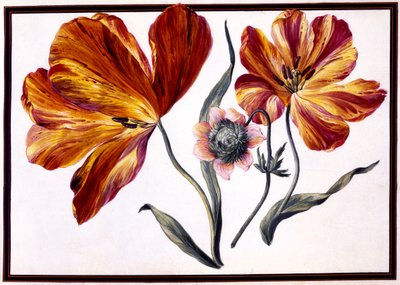 チューリップとアノメ、1690年頃 作： Claude Aubriet