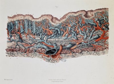 腸の粘膜の肉眼的解剖学、クロード・ベルナール、医学部の聖書 作： Claude Bernard